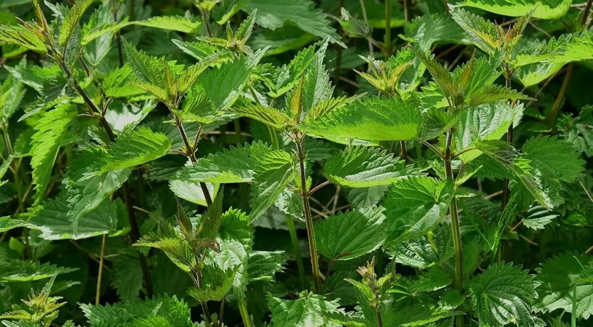 Faʻafefea ona fufulu mai totonu o le fale o le fale oona mai le polycarboate i le Spring: 11 o lona uiga 15645_15