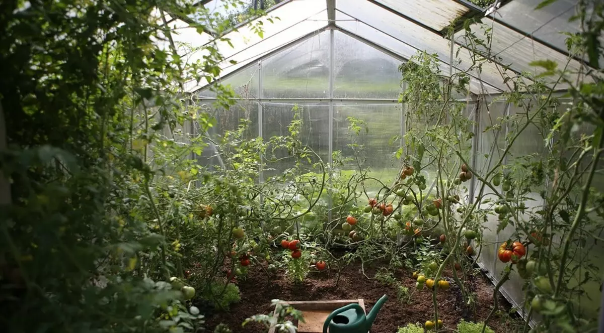 How to wash from the inside a greenhouse from polycarbonate in spring: 11 effective means 15645_3