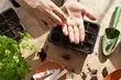 7 effektive metoder til præ-sowing frøbehandling