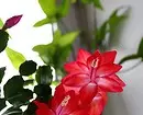 6 צמחים ביתיים שאינם צריכים לסדר מחדש לעתים קרובות (סיכון להרוג פרחים) 15705_2