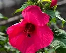 6 צמחים ביתיים שאינם צריכים לסדר מחדש לעתים קרובות (סיכון להרוג פרחים) 15705_7