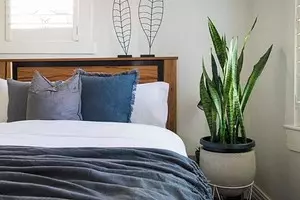 6 perfekte slaapkamer plante 1587_1