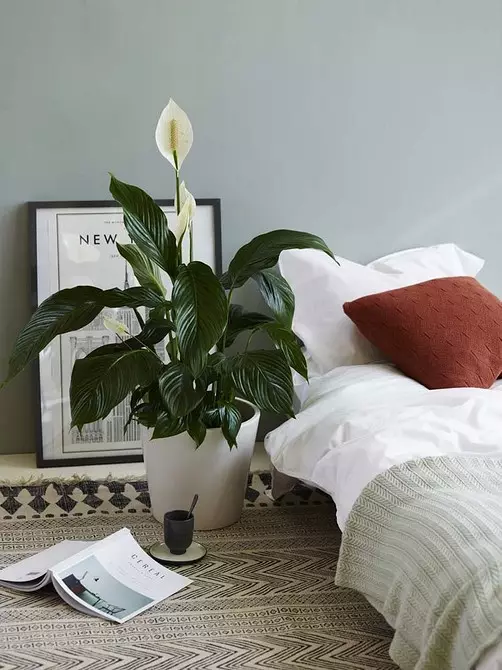 6 perfekte slaapkamer plante 1587_4