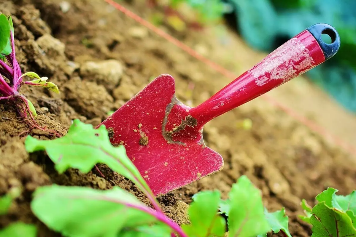 Как да подготвите градински инструменти до новия сезон: 6 съвета, които се нуждаят от деколти 16231_11