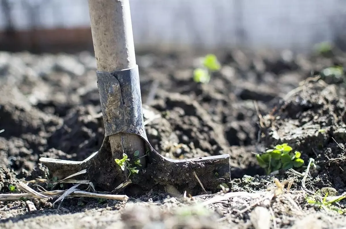 Cách chuẩn bị dụng cụ làm vườn cho mùa mới: 6 lời khuyên mà DataDets cần 16231_8