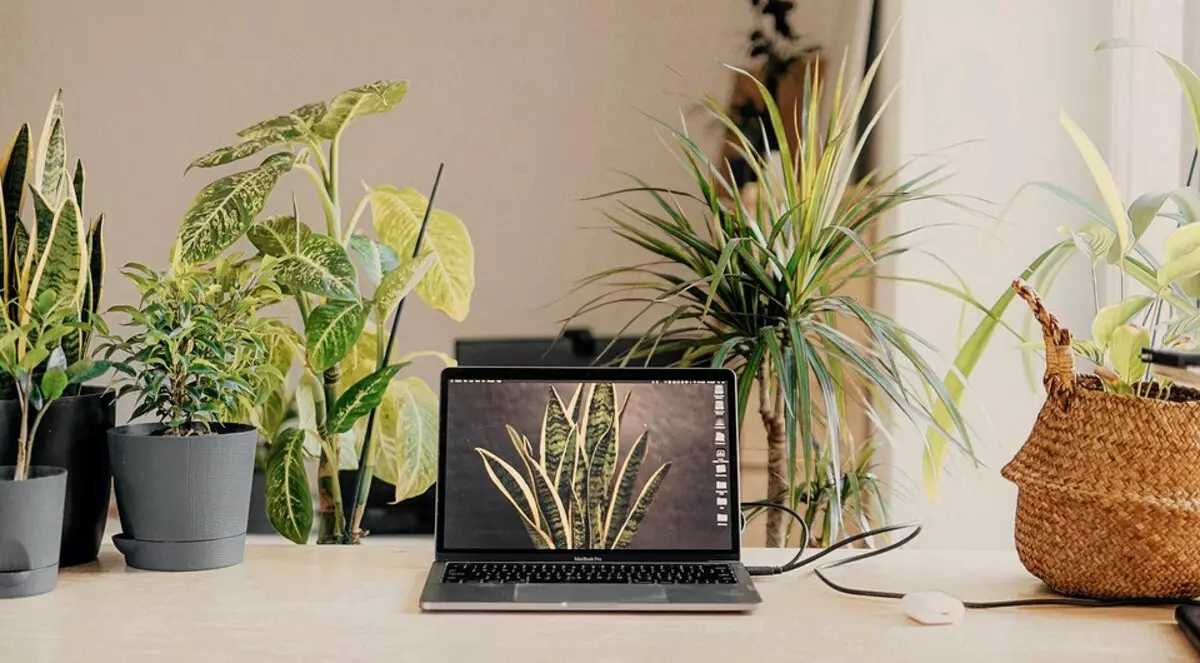 9 bedroom plants na nagkakahalaga ng paglalagay sa desktop