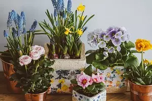5 piante di fioritura che dovrebbero essere somministrate a San Valentino (sono meglio di un bouquet!) 16396_1