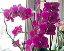 5 piante di fioritura che dovrebbero essere somministrate a San Valentino (sono meglio di un bouquet!) 16396_10