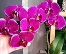 5 piante di fioritura che dovrebbero essere somministrate a San Valentino (sono meglio di un bouquet!) 16396_12