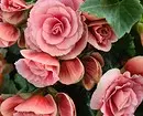 5 plantas florescentes que devem ser dadas ao Dia dos Namorados (eles são melhores que um buquê!) 16396_18