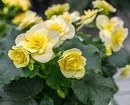 5 piante di fioritura che dovrebbero essere somministrate a San Valentino (sono meglio di un bouquet!) 16396_19