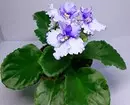 5 mimea inayozaa ambayo inapaswa kupewa siku ya wapendanao (ni bora kuliko bouquet!) 16396_24
