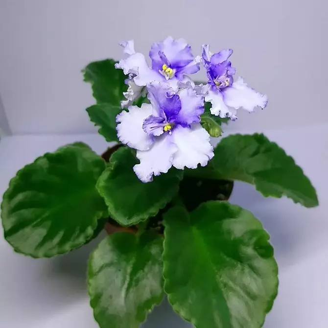 5 piante di fioritura che dovrebbero essere somministrate a San Valentino (sono meglio di un bouquet!) 16396_27