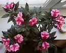 5 piante di fioritura che dovrebbero essere somministrate a San Valentino (sono meglio di un bouquet!) 16396_29