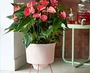 5 piante di fioritura che dovrebbero essere somministrate a San Valentino (sono meglio di un bouquet!) 16396_3