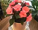 5 piante di fioritura che dovrebbero essere somministrate a San Valentino (sono meglio di un bouquet!) 16396_30