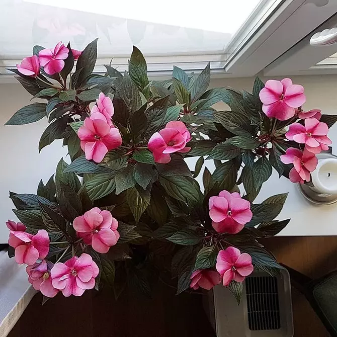 5 piante di fioritura che dovrebbero essere somministrate a San Valentino (sono meglio di un bouquet!) 16396_31
