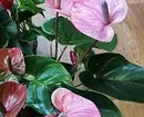 5 piante di fioritura che dovrebbero essere somministrate a San Valentino (sono meglio di un bouquet!) 16396_4