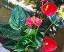 5 piante di fioritura che dovrebbero essere somministrate a San Valentino (sono meglio di un bouquet!) 16396_5