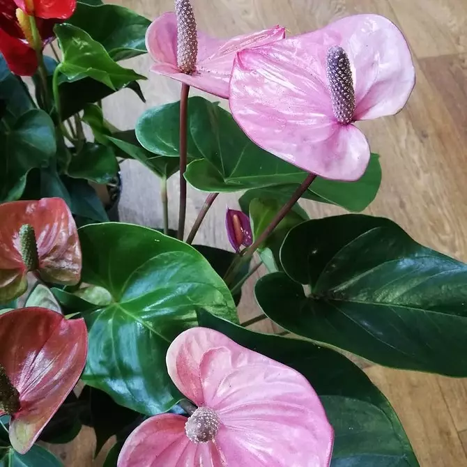 5 plantas florescentes que devem ser dadas ao Dia dos Namorados (eles são melhores que um buquê!) 16396_7