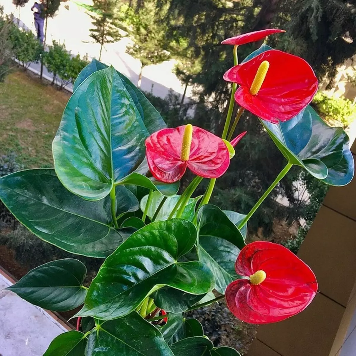 5 plantas florescentes que devem ser dadas ao Dia dos Namorados (eles são melhores que um buquê!) 16396_8