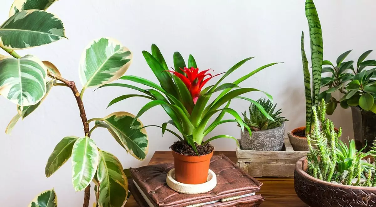 5 спектакуларни растенија за дома, кои всушност се многу лесни за нега