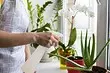 5 plantas beneficiosas que son fáciles de cultivar en casa.