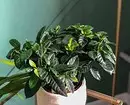 5 Houseplants biasa, yang mana ia sangat sukar untuk dijaga 16454_17