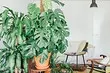 6 grote planten die uw interieur zullen versieren