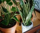 9 Kebanyakan cara yang tidak standard untuk meletakkan Houseplants 16456_22