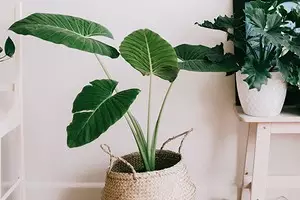 6 tanaman dengan daun besar yang membuat apartemen Anda yang paling bergaya 16672_1