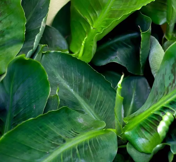 6 tanaman dengan daun besar yang membuat apartemen Anda yang paling bergaya 16672_10