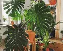 6 گیاه با برگ های بزرگ که آپارتمان خود را شیک ترین 16672_11