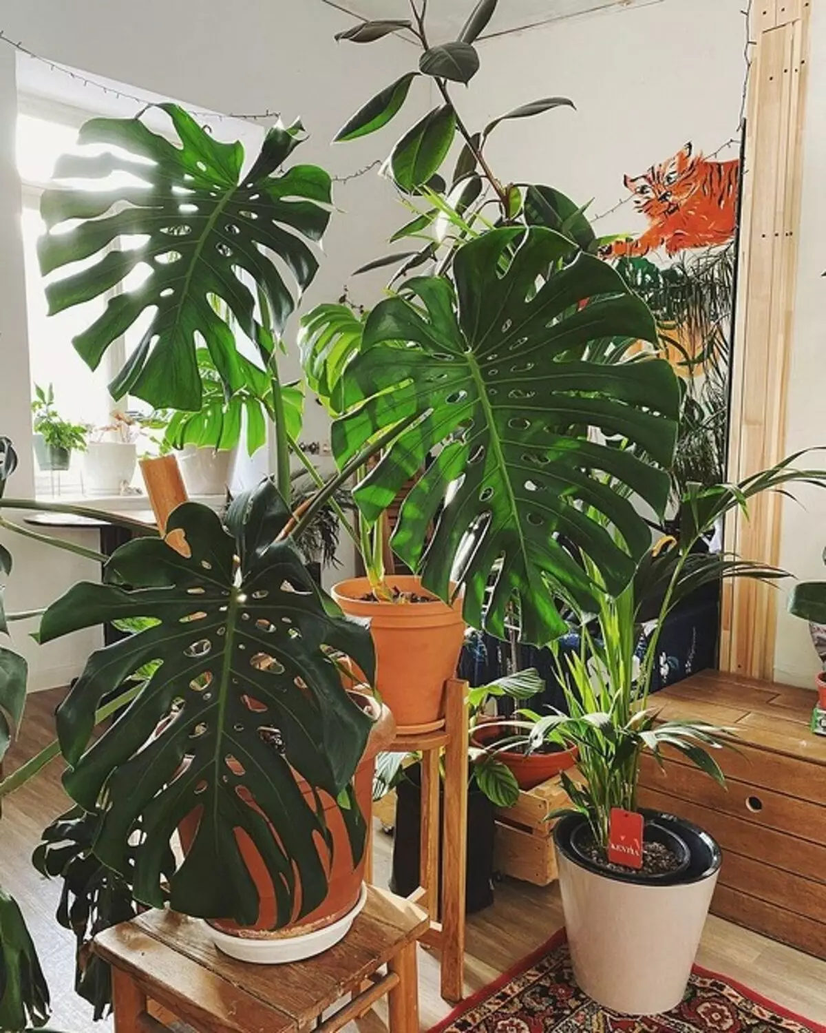 6 plante cu frunze mari care fac apartamentul dvs. cel mai elegant 16672_13