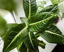 6 plants with large leaves that make your apartment the most stylish 16672_16
