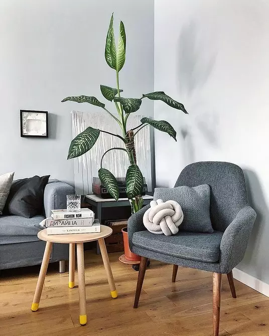 6 planter med store blader som gjør leiligheten din den mest stilige 16672_17
