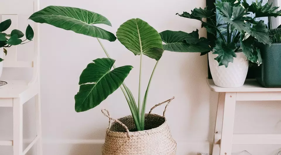 6 plantes avec de grandes feuilles qui font de votre appartement le plus élégant