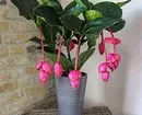 6 bimë me gjethe të mëdha që e bëjnë banesën tuaj më elegant 16672_20