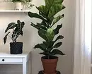 6 piante con foglie grandi che rendono il tuo appartamento il più elegante 16672_28