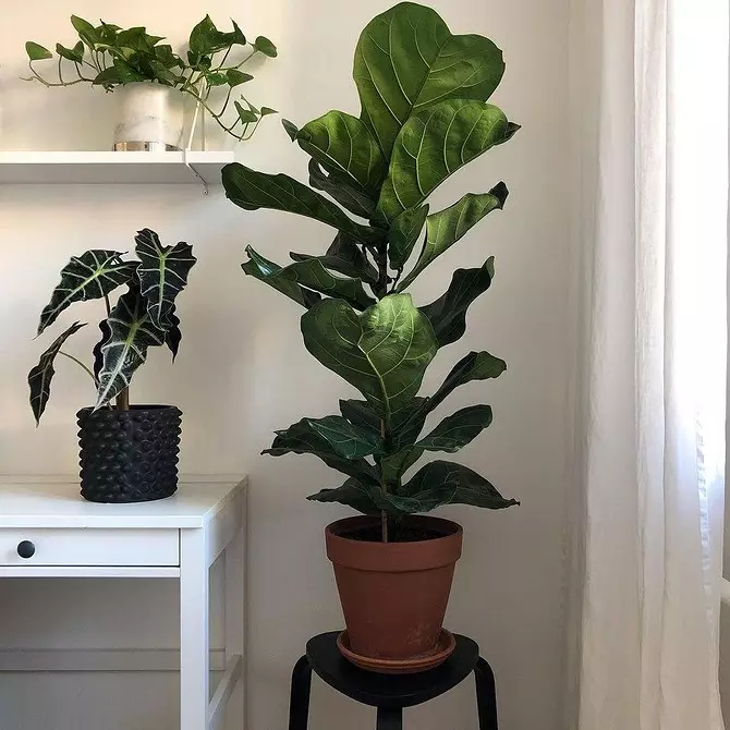 6 piante con foglie grandi che rendono il tuo appartamento il più elegante 16672_30