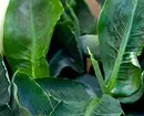 6 نباتات د لویو پا leaves و سره چې ستاسو اپارتمان خورا سجیلا کوي 16672_5