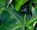 6 biljaka s velikim lišćem koje vaš stan čine najljepšim 16672_6
