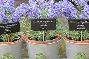 Cara menanam Biji Lavender: Panduan Menumbuhkan Detail 16813_1