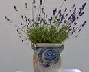 Kumaha melak siki lavender: Gurun anu direncanakeun 16813_10