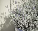 Kumaha melak siki lavender: Gurun anu direncanakeun 16813_11