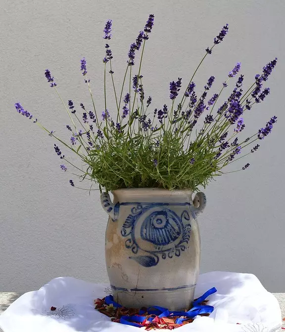 Hoe kinne jo Lavender-sieden plant: detaillearre groeiende gids 16813_12