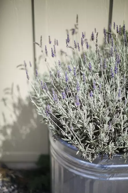 Hoe kinne jo Lavender-sieden plant: detaillearre groeiende gids 16813_13