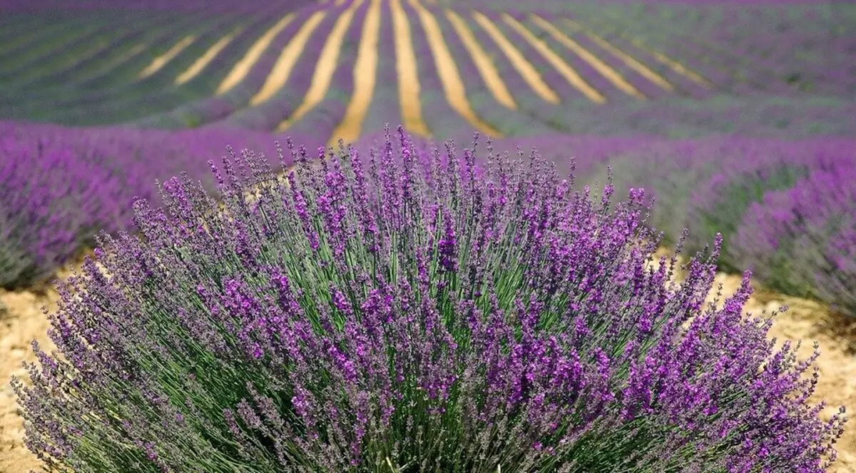 So pflanzen Sie Lavendelsamen: detaillierter wachsender Anleitung 16813_15
