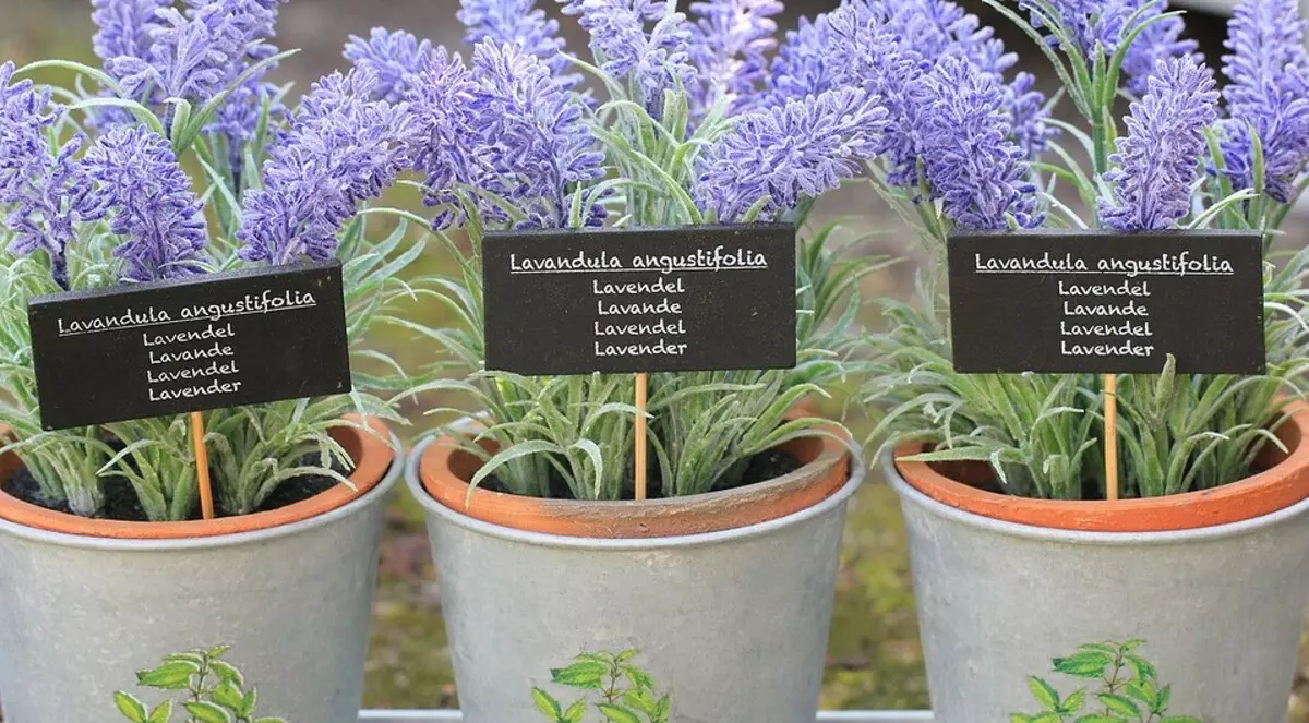 So pflanzen Sie Lavendelsamen: detaillierter wachsender Anleitung
