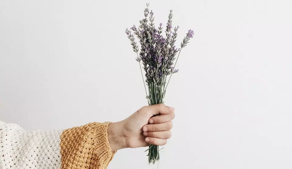 Lavender အစေ့ကိုဘယ်လိုစိုက်ပျိုးရမလဲ။ အသေးစိတ်ကြီးထွားလာသောလမ်းညွှန် 16813_3